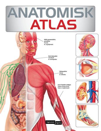 Anatomisk atlas 9788249130634  Brukte bøker