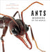 Ants 9781419748493 Eleanor Spicer Rice Brukte bøker