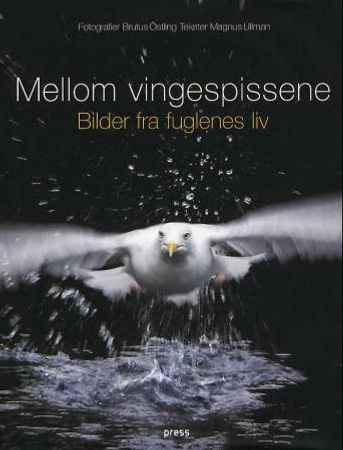 Mellom vingespissene 9788275472111 Magnus Ullman Brukte bøker