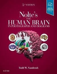 Nolte's The Human Brain in Photographs and Diagrams 9780323598163 Todd W. Vanderah Brukte bøker